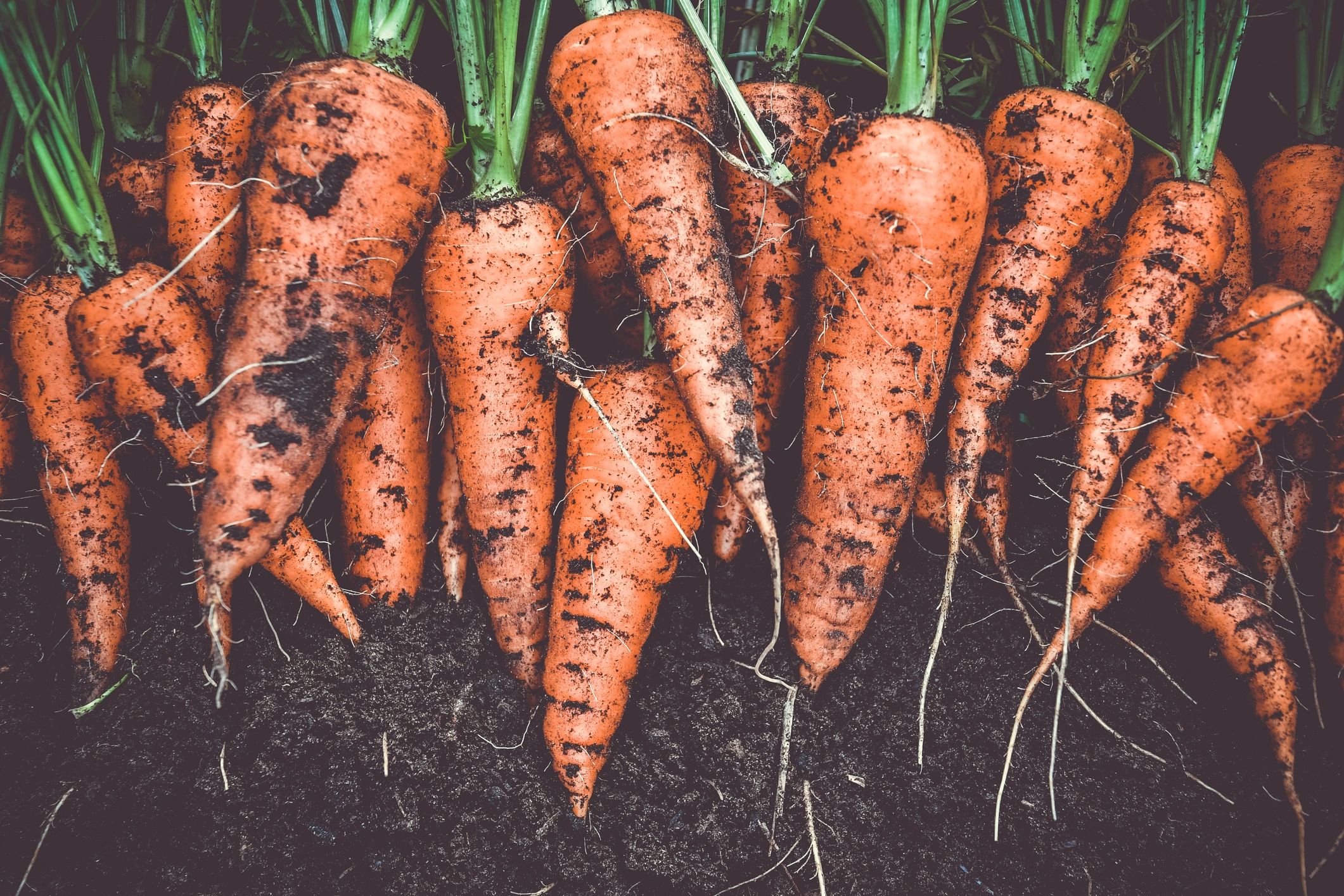 Freshly harvested carrots from a home garden