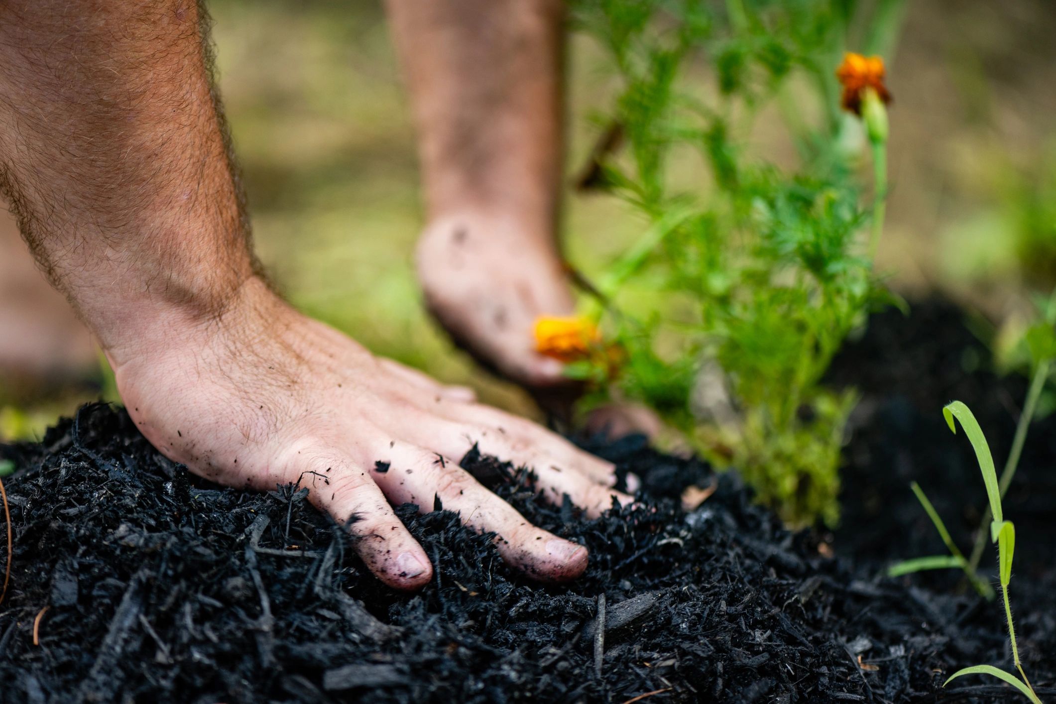Hands working organic material into garden soil